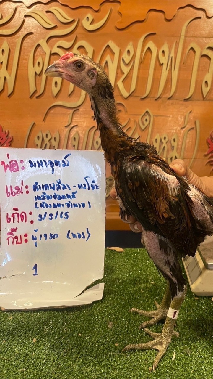 นรินทร์ ฟาร์ม   สายพัฒนาไก่ชนสายเลือดเงินล้าน