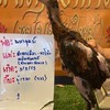 นรินทร์ ฟาร์ม   สายพัฒนาไก่ชนสายเลือดเงินล้าน