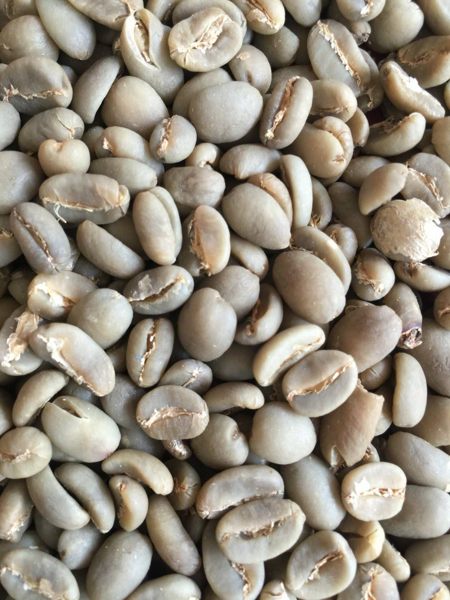 【印尼國寶】精品曼特寧翡翠綠寶石 中淺焙 半磅 (227g 咖啡豆)