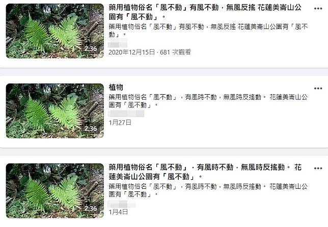 查證 藥用植物 風不動 有風時不動 無風時反搖動影片 專家 畫面植物為蕨類 Mygopen Line Today