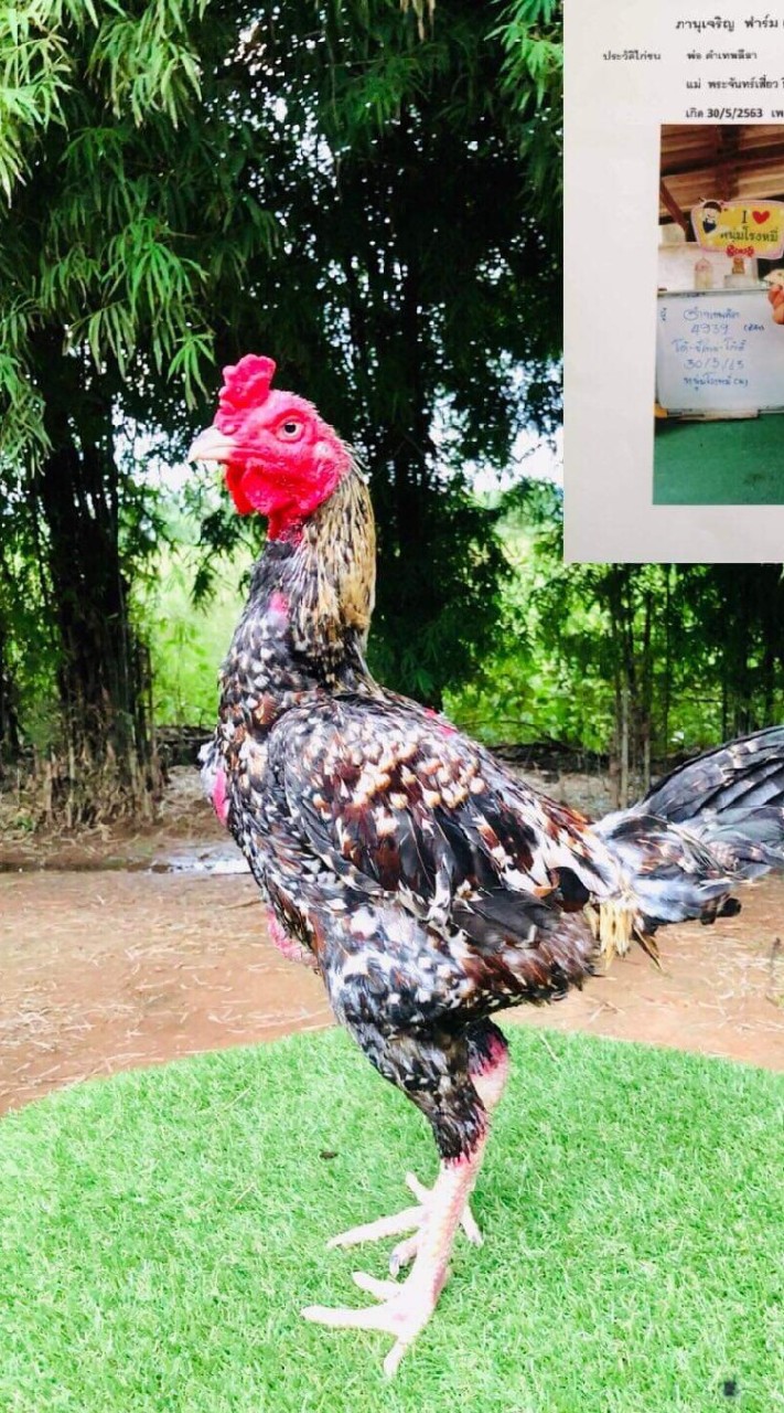ต.ตีราดฟาร์ม ไก่ชนพม่าพัฒนา​
