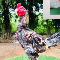 ต.ตีราดฟาร์ม ไก่ชนพม่าพัฒนา​