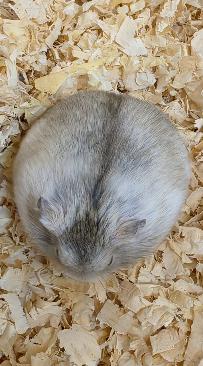 麻吉窩