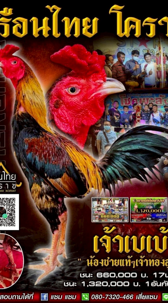 ณภัทร ไก่ชนสายเลือดเงินล้านราคาจับต้องได้ สังกัดฟ้าประทาน56