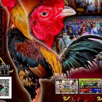 ณภัทร ไก่ชนสายเลือดเงินล้านราคาจับต้องได้ สังกัดฟ้าประทาน56