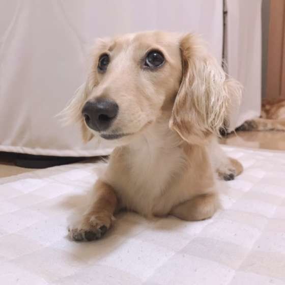 上目遣いな犬 の本当の気持ちが知りたい