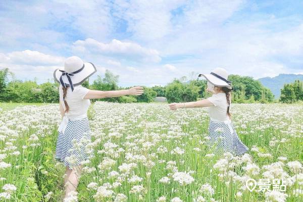 夢幻九月雪韭菜花海追起來 雙花田花海控必衝 景點家 Line Today