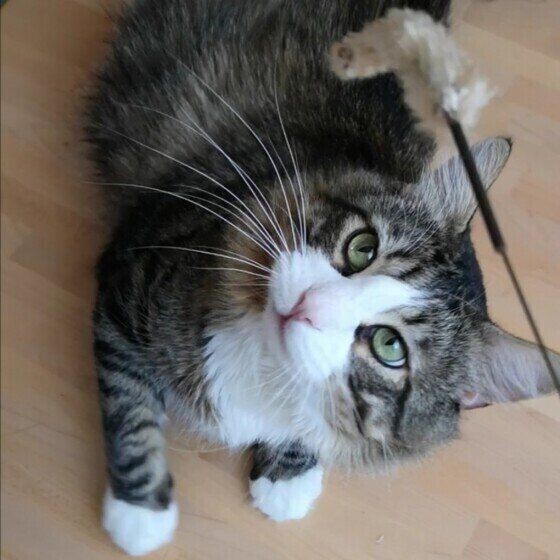狭いところにフィットしたがる猫たち