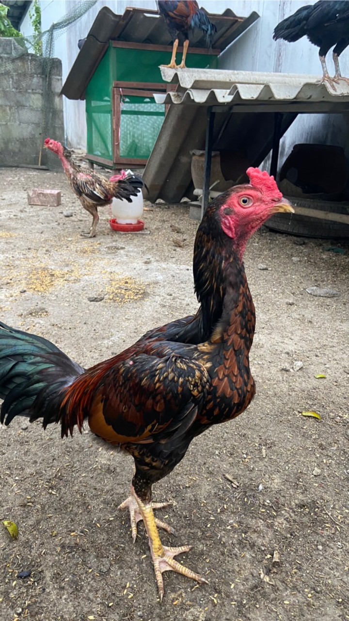 MaNo farm