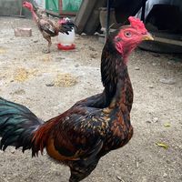 MaNo farm