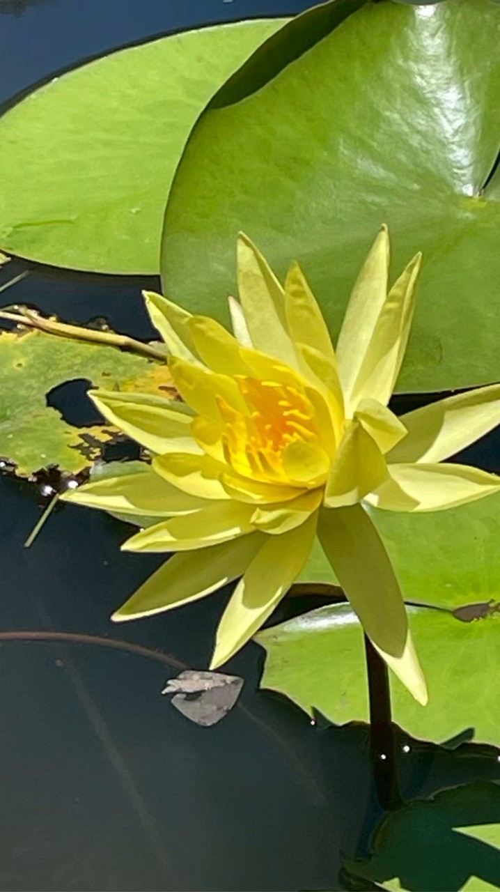 碧華（新）漂亮媽咪