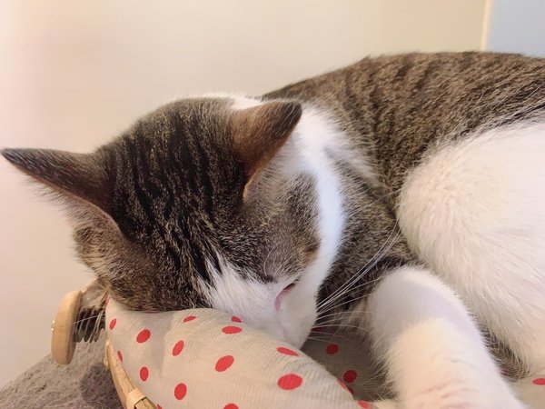 「花蓮旅遊」花蓮租車三天二夜輕旅行自駕遊，盛夏消暑追鯨趣-花蓮永宬租車，老時光燒肉酒肴，欣欣麵館不是麵店，小花公寓民宿與窩WOW青年旅館直擊分享