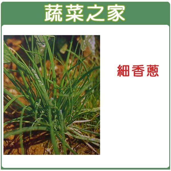 種植月種植月份(農曆): 9~12月 (蝦夷蔥，日本進口)份(農曆): 9~12月 包裝數量: 200顆 (蝦夷蔥，日本進口)