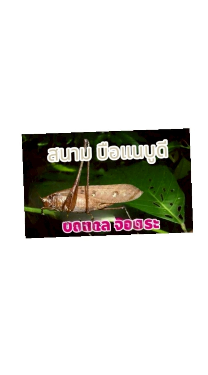 แข่งขันตั๊กแตน บือแนบูดี