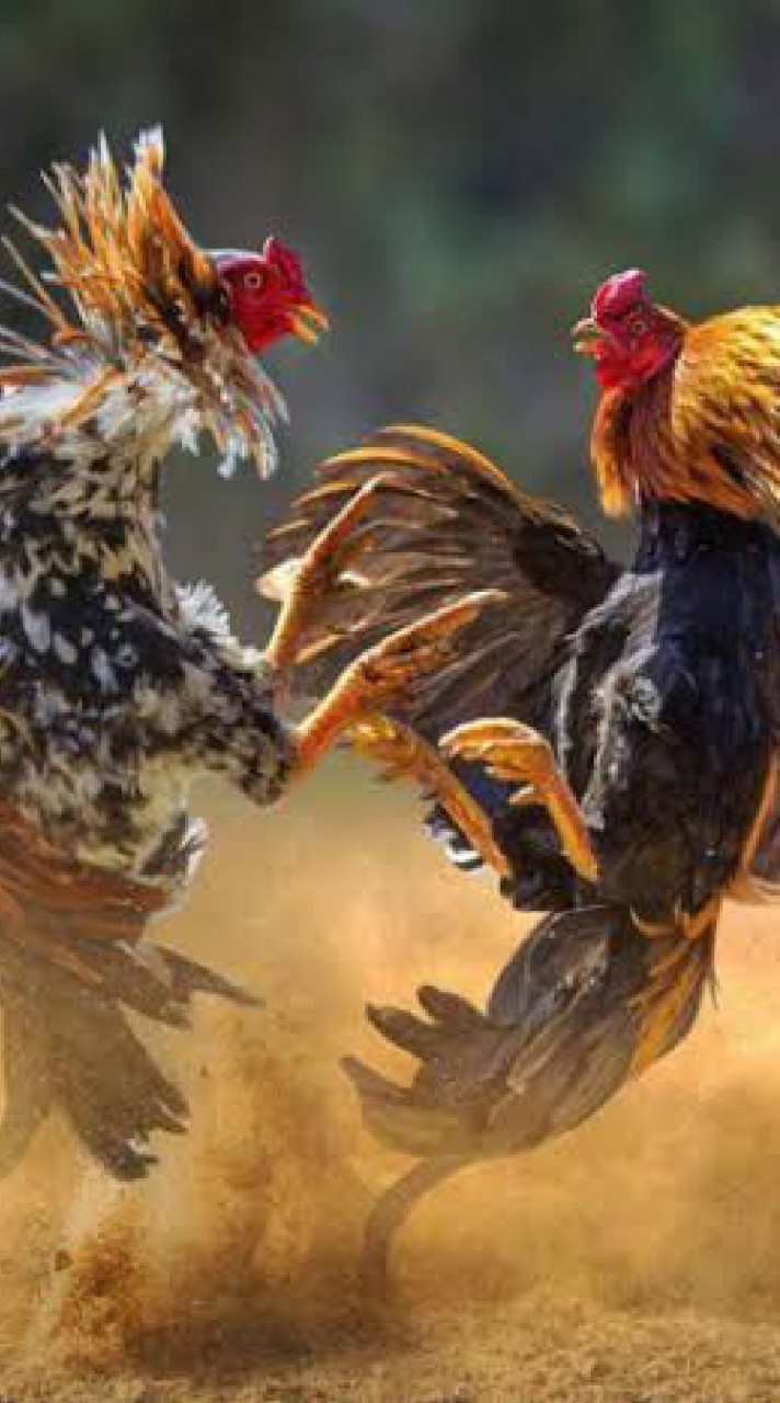 ข่าวสาร วงการไก่ชน ทั่วประเทศ