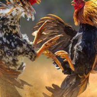 ข่าวสาร วงการไก่ชน ทั่วประเทศ