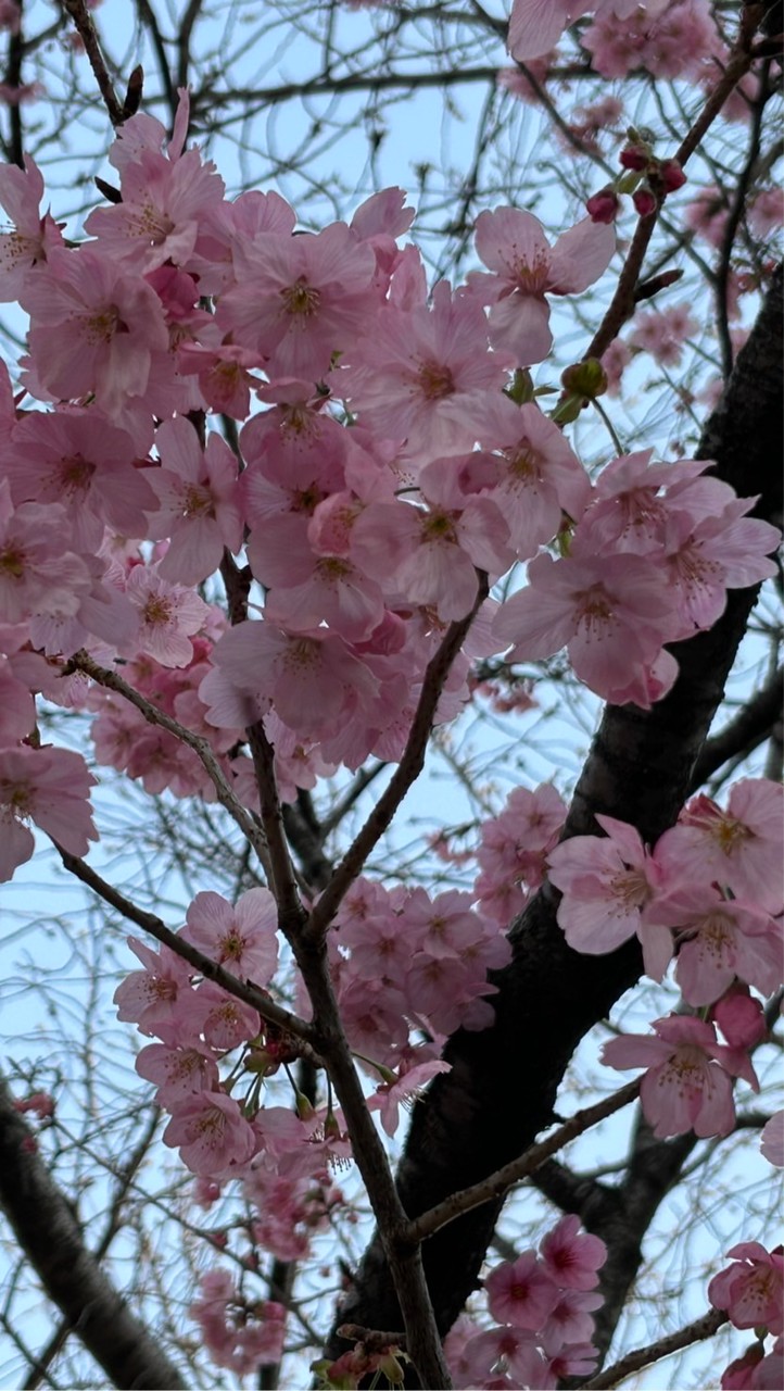 🍀オプチャの縁　それでも縁