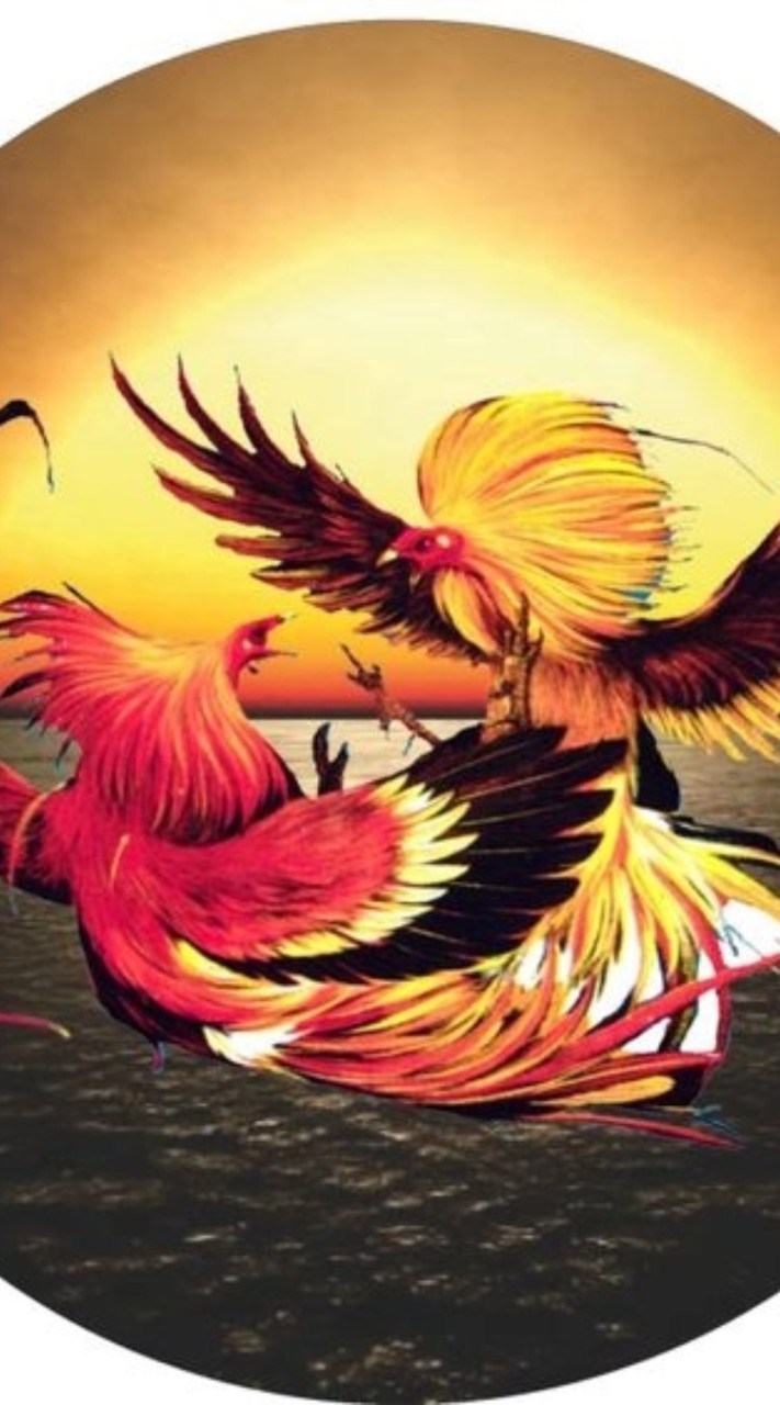 สังเวียนไก่ชน