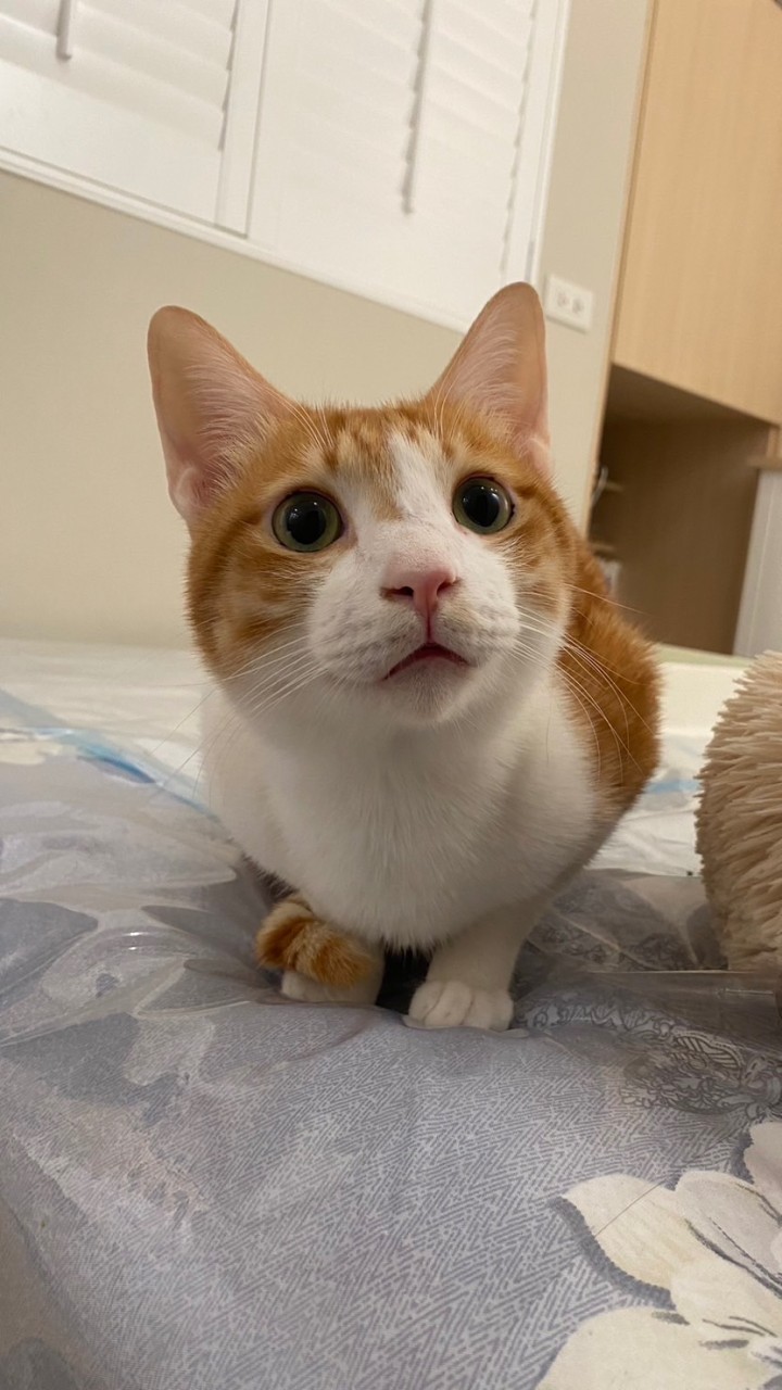 干貝干貝快回家🥹❤️