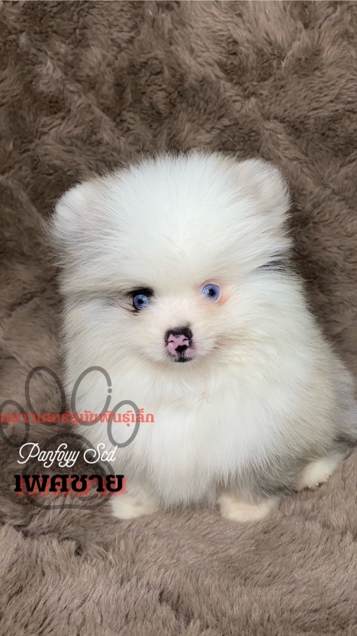 ปอมเมอเรเนียนและชิวาวาบ้านชาวเดอร์