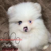 ปอมเมอเรเนียนและชิวาวาบ้านชาวเดอร์