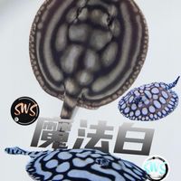 魔法白-魟魚-養殖場