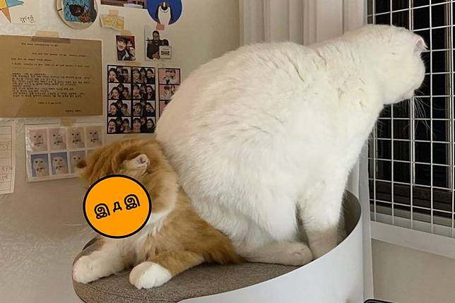 白貓 屁股壓同伴 苦主貓眼神死 尼有想過窩感受嗎 Nownews寵毛網 Line Today