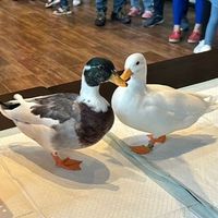 特寵交流買賣與公益輔助活動（歡迎分享交流買賣交換活動參與）