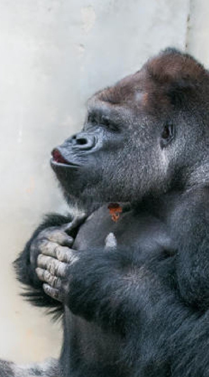 ごりらのへや🦍のオープンチャット