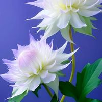 我的花園世界-尚芸閣