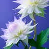 我的花園世界-尚芸閣
