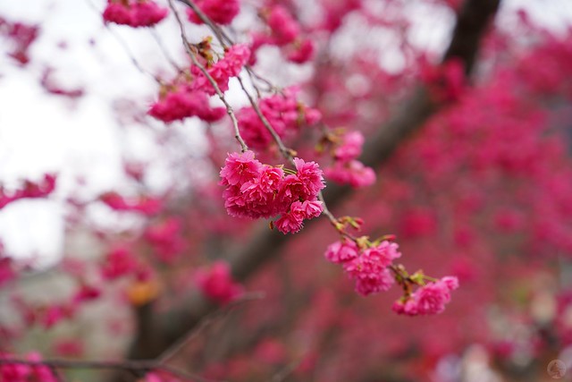 后里泰安櫻花