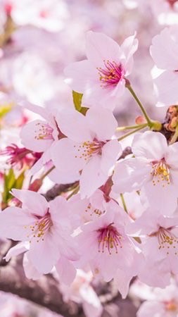 第28回桜岡少年野球部親善交流大会