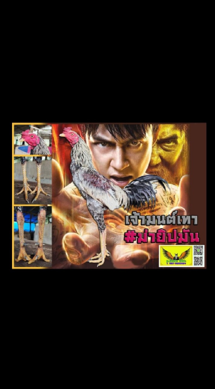 ม.ยิปมัน ไก่ชน
