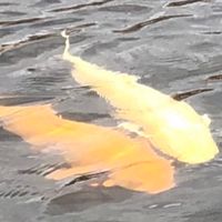 なんば架け橋の会