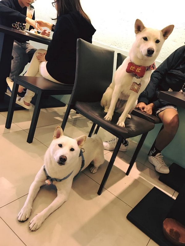 囍八格寵物餐廳