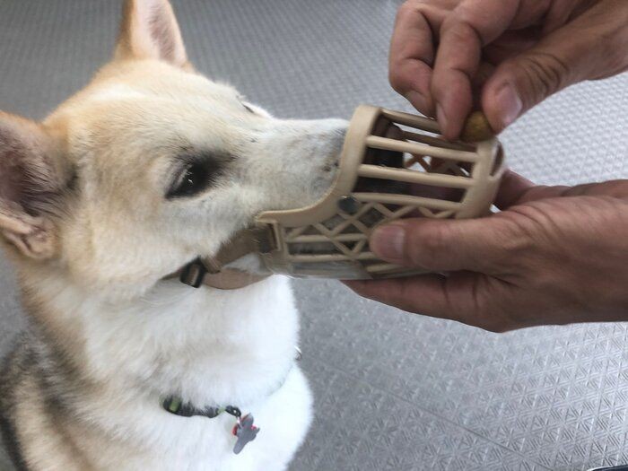 犬が 口輪 を喜んでつけるようになる方法