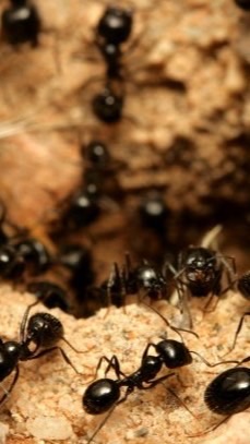 รังมด the ant colony’s