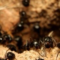 รังมด the ant colony’s