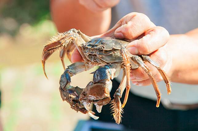 ▲新鮮到吐泡泡～（圖/奧丁丁市集）