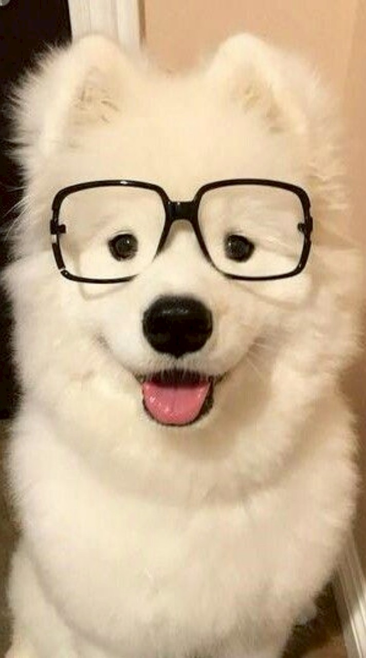 หมาทะเล Seadog🐕💧