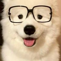 หมาทะเล Seadog🐕💧