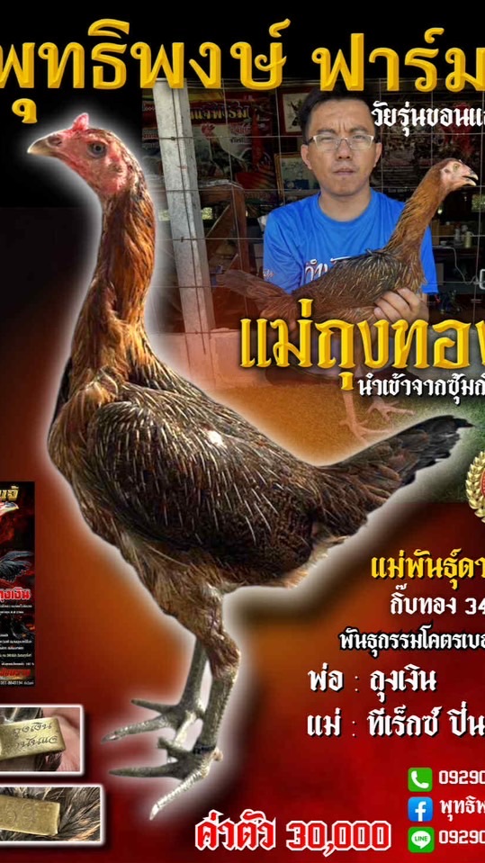 ซุ้มไก่ชน บ้านสวนพุทธิพงษ์ ขอนแก่น