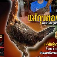 ซุ้มไก่ชน บ้านสวนพุทธิพงษ์ ขอนแก่น