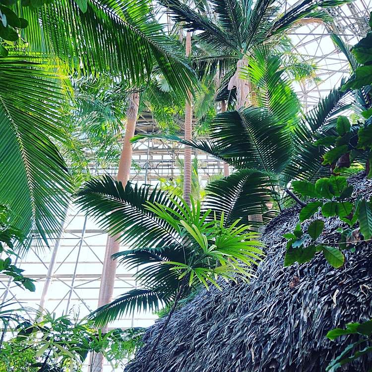 夢の島熱帯植物館 ユメノシマネッタイショクブツカン 夢の島 新木場駅 植物園 樹木園 By Line Place