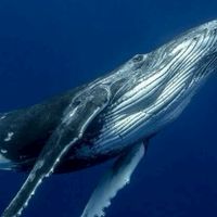 กลุ่มแคลนWHALE