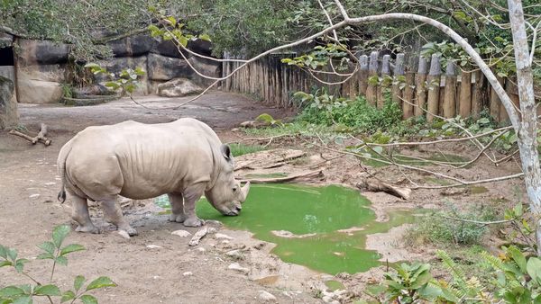 【台北景點】台北市立動物園-逛一整天也逛不完的必去景點！大朋友小朋友最適合的親子旅遊