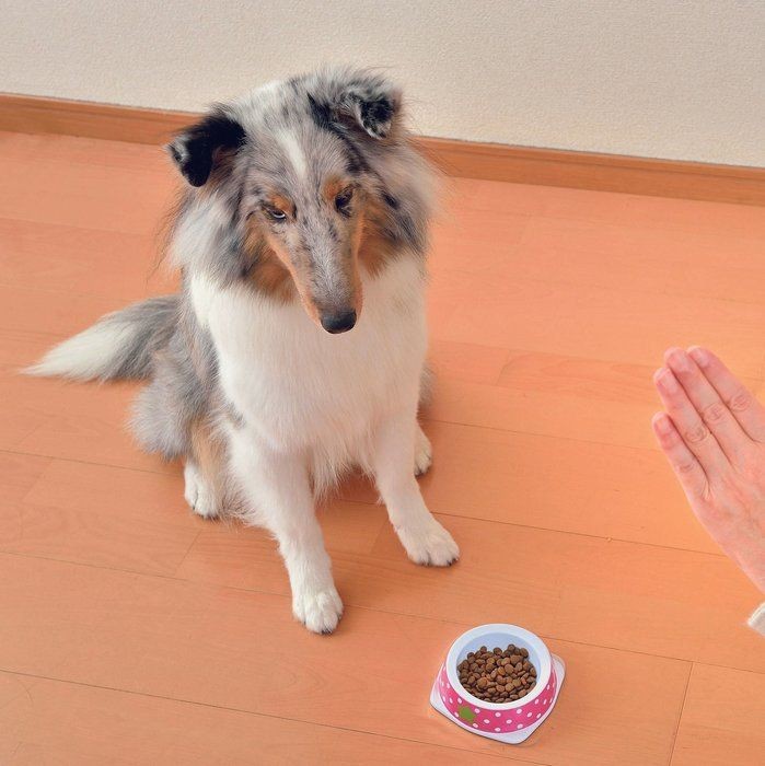 犬にとってはストレスに 飼い主のやりがちng行動5つ