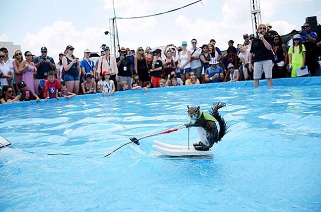 Kenalin, Tupai Lucu yang Hobi Main Ski Air