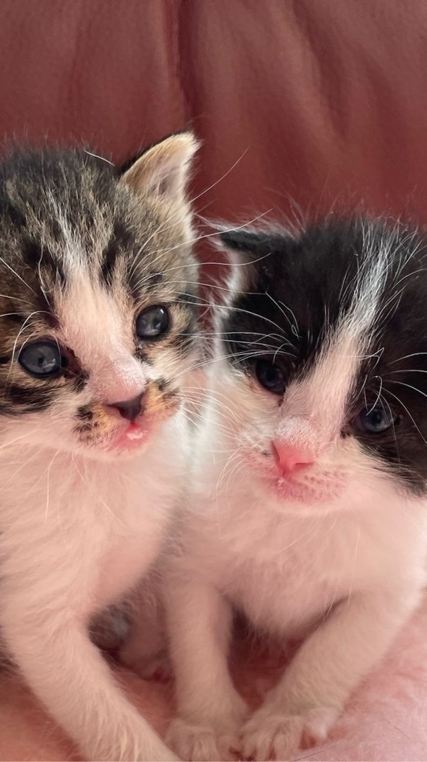 【🈲書込禁止】ミルボラ保護猫–Baby kitten🍼😽🐾